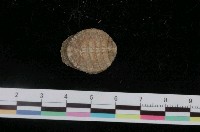 藏品(史汀森鬃毛石鱉)的圖片